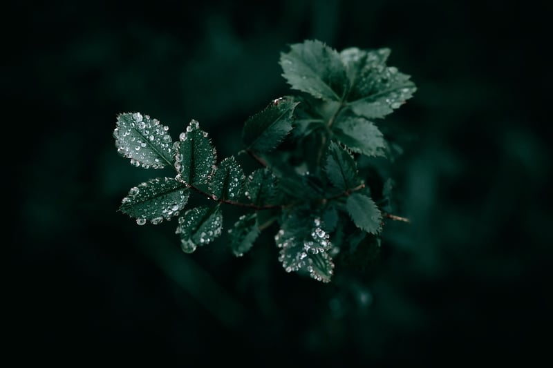 Enchanting Forest